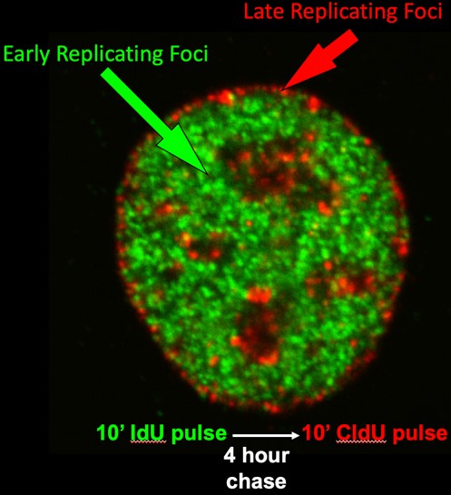 Fig1GilbertLab for detailed description