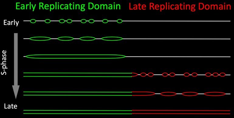 Fig2GilbertLab for detailed description