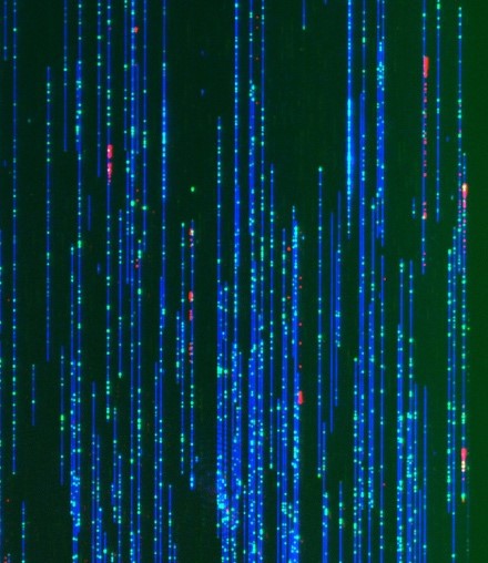 Fig5GilbertLab for detailed description